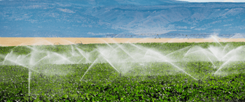 [SBA Blog] Pertanian Pintar Atasi Pengangguran Belia - Watering